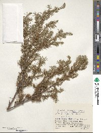 Juniperus communis var. nipponica image