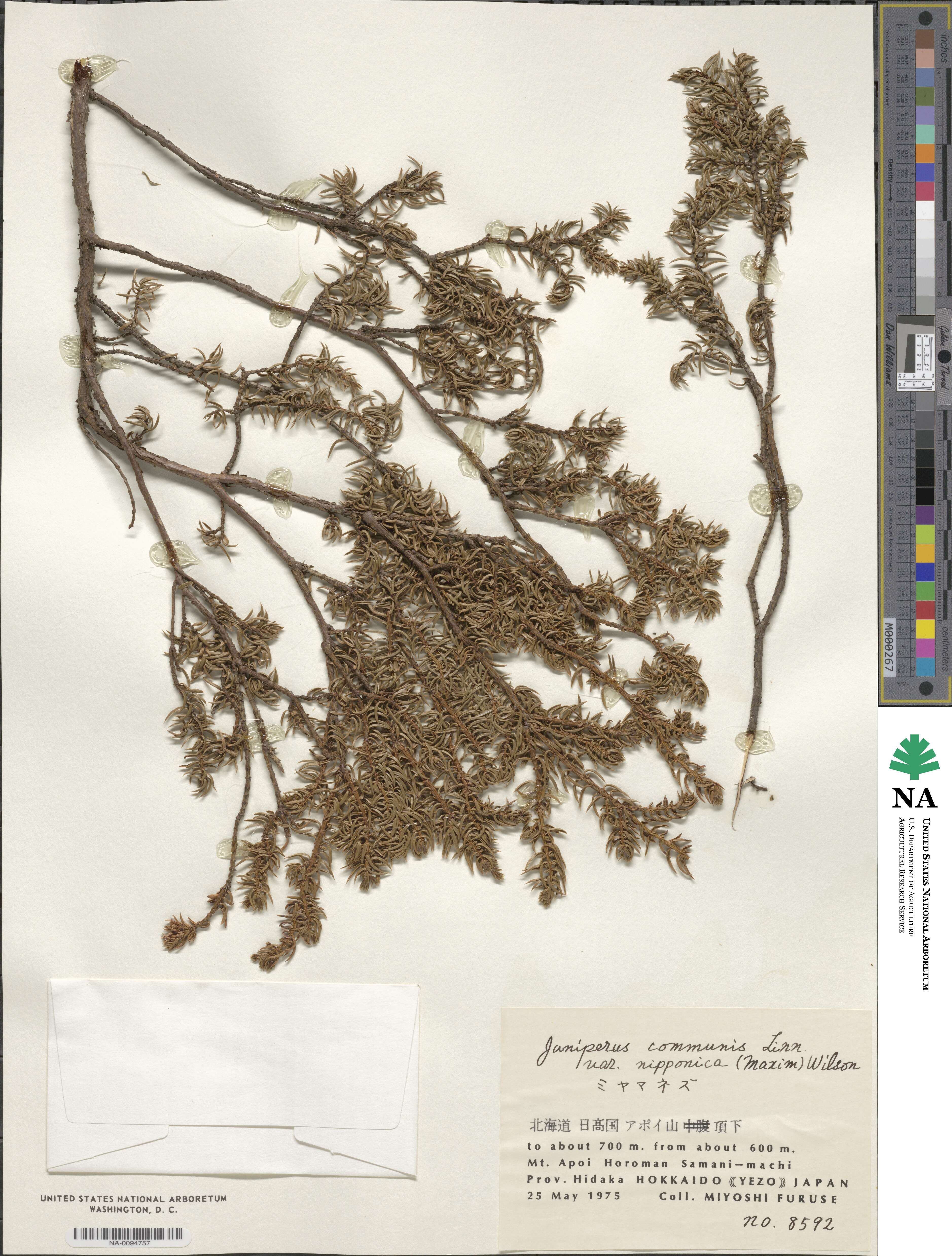 Juniperus communis var. nipponica image