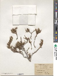 Juniperus communis image