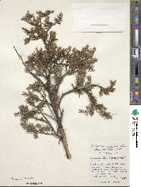 Juniperus communis var. saxatilis image