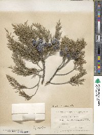 Juniperus excelsa image