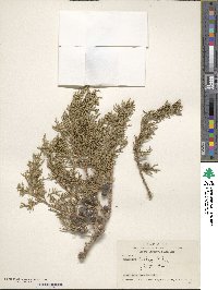 Juniperus excelsa image