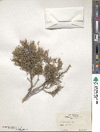 Juniperus excelsa image