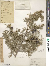 Juniperus excelsa image