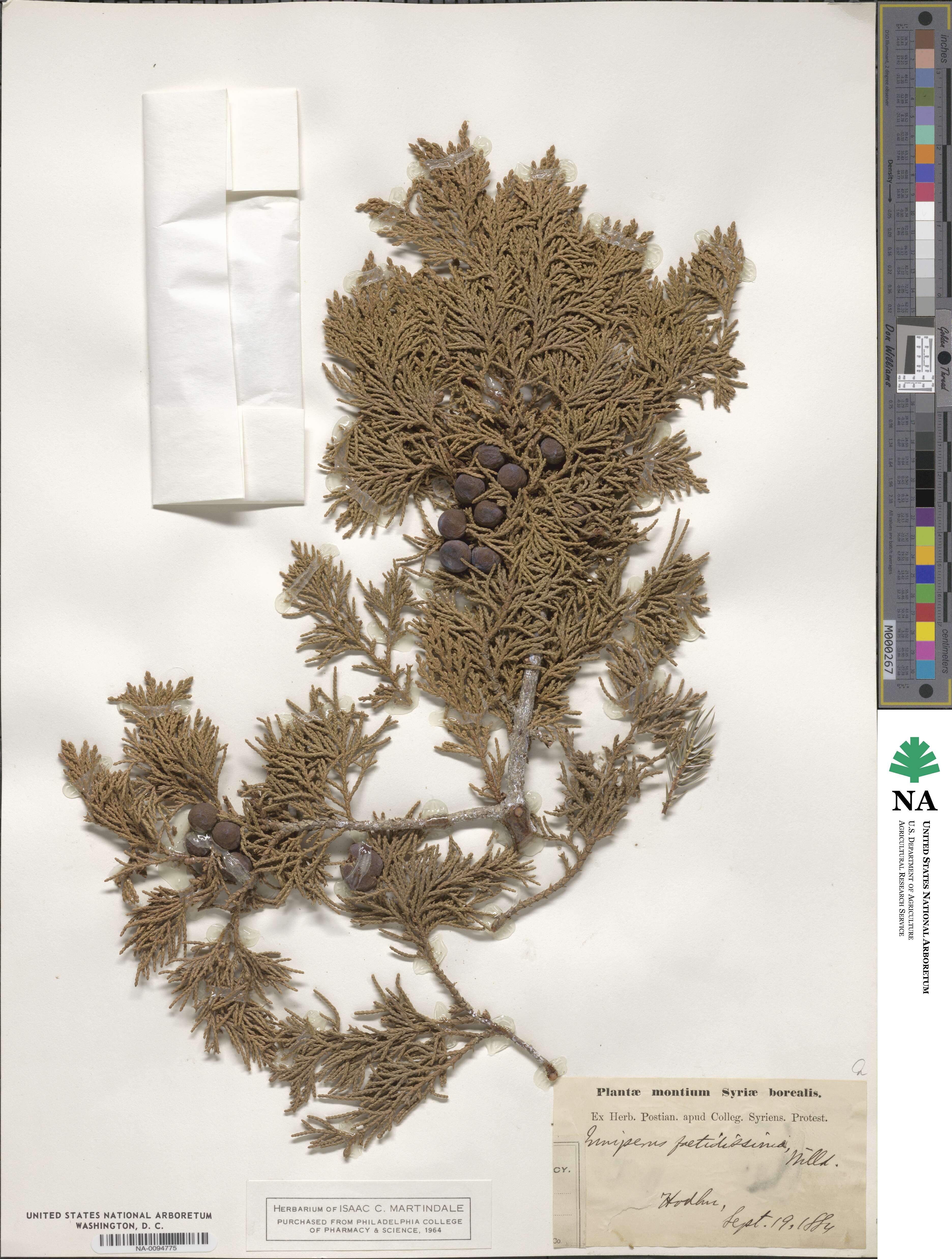 Juniperus foetidissima image