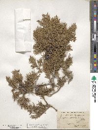 Juniperus foetidissima image