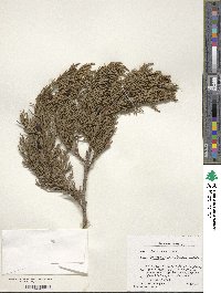 Juniperus foetidissima image