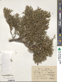 Juniperus foetidissima image