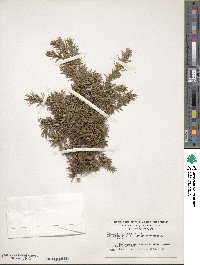 Juniperus formosana image