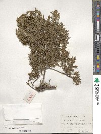 Juniperus formosana image