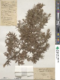 Juniperus formosana image