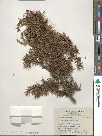 Juniperus formosana image