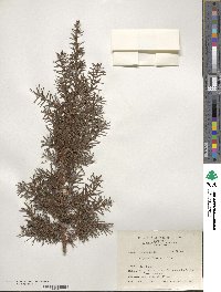 Juniperus formosana image