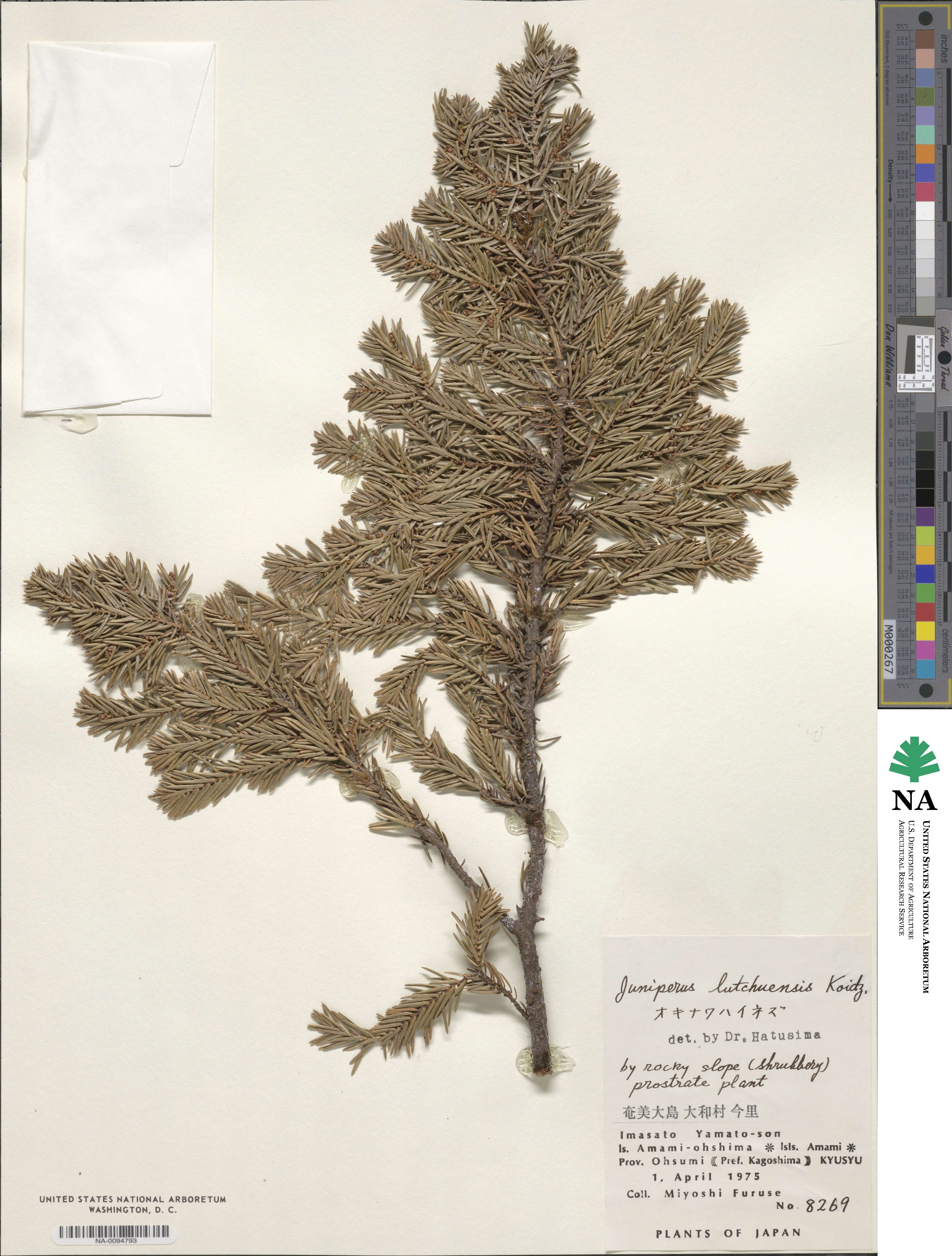 Juniperus taxifolia image