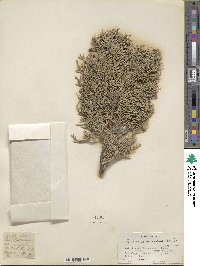 Juniperus excelsa subsp. polycarpos image