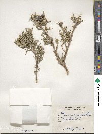 Juniperus excelsa subsp. polycarpos image