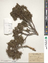 Juniperus excelsa subsp. polycarpos image