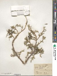 Juniperus excelsa image