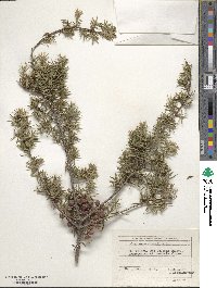 Juniperus oxycedrus subsp. oxycedrus image