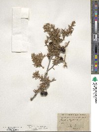 Juniperus oxycedrus subsp. oxycedrus image