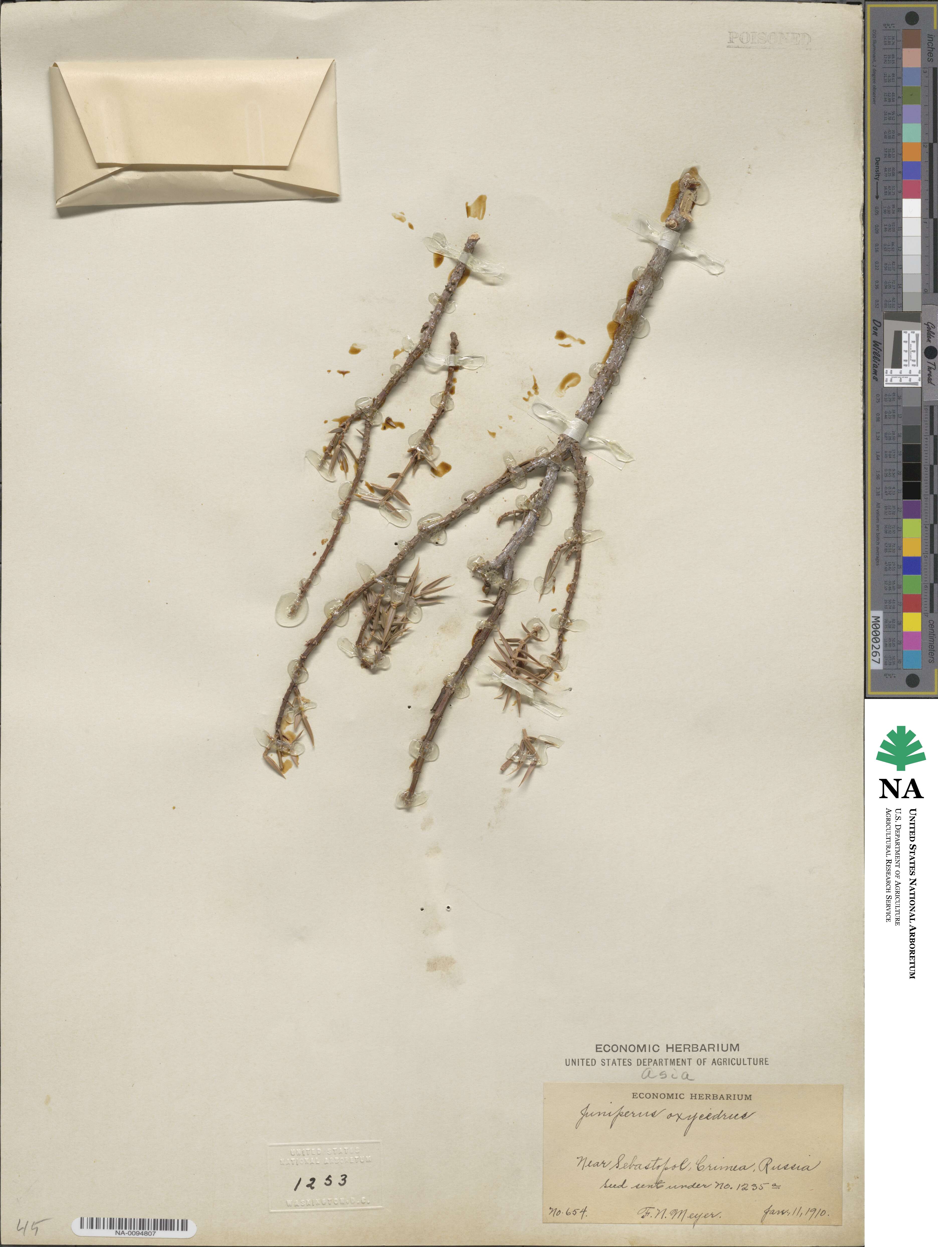 Juniperus oxycedrus subsp. oxycedrus image