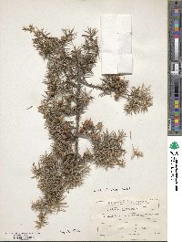 Juniperus oxycedrus image