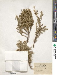 Juniperus excelsa image