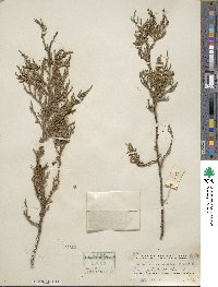 Juniperus pseudosabina image