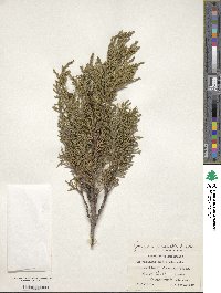 Juniperus pseudosabina image