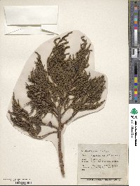 Juniperus recurva image