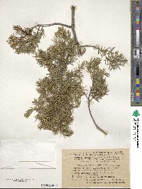 Juniperus rigida image