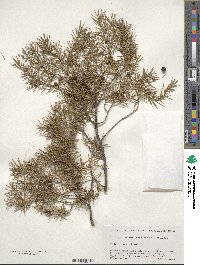 Juniperus rigida image