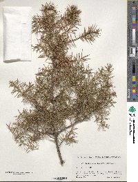 Juniperus rigida image