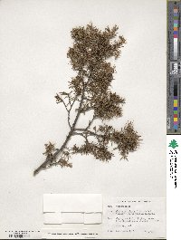 Juniperus rigida image