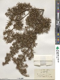 Juniperus rigida image