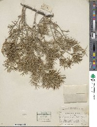 Juniperus rigida image