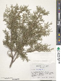 Juniperus semiglobosa image