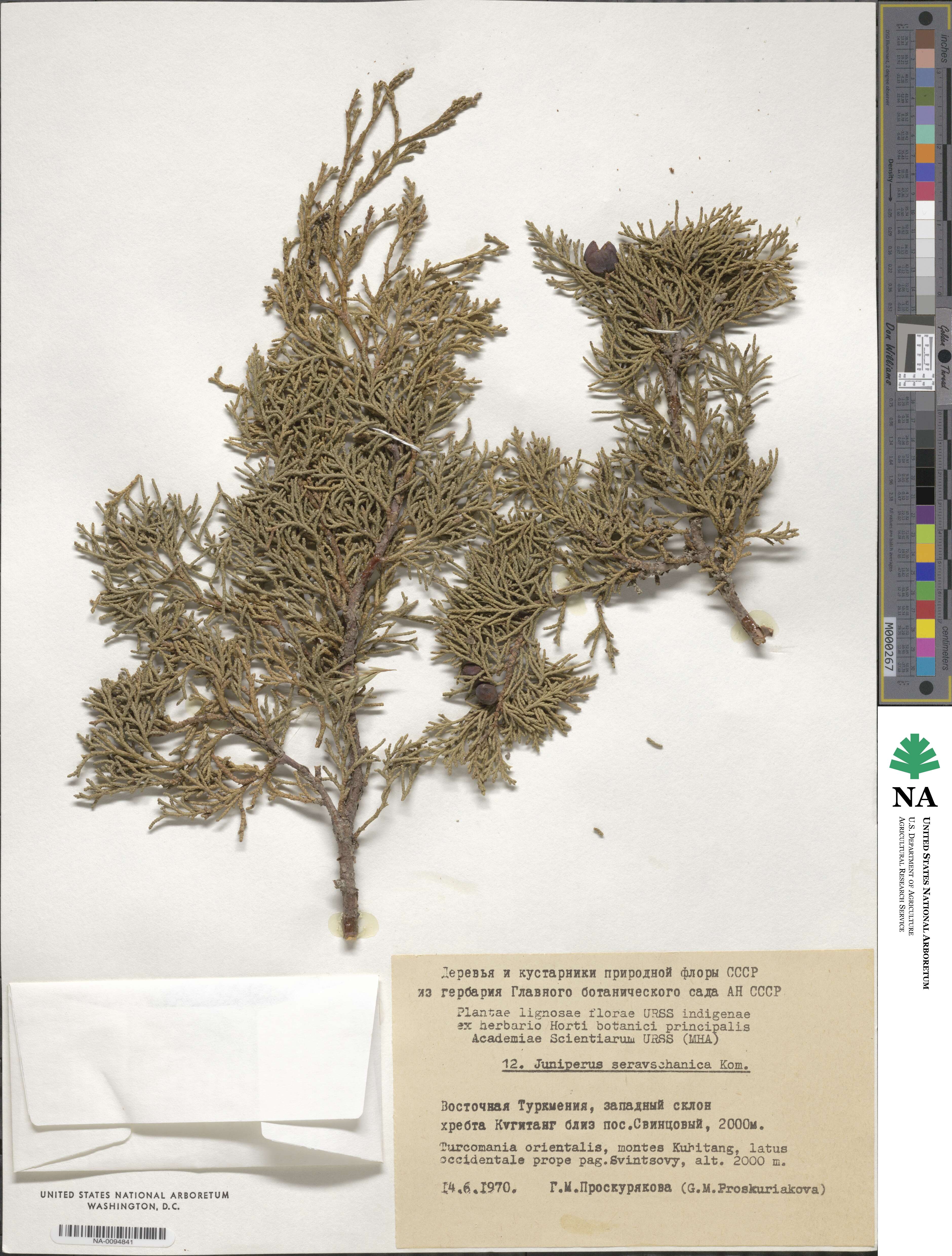 Juniperus excelsa subsp. polycarpos image