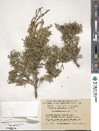 Juniperus excelsa subsp. polycarpos image