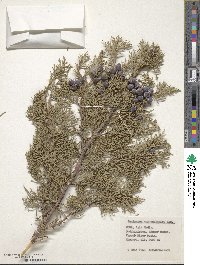 Juniperus excelsa subsp. polycarpos image