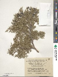 Juniperus excelsa image