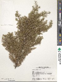 Juniperus communis var. saxatilis image