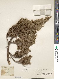 Juniperus squamata image