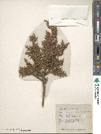 Juniperus squamata image