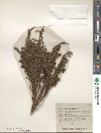 Juniperus squamata image