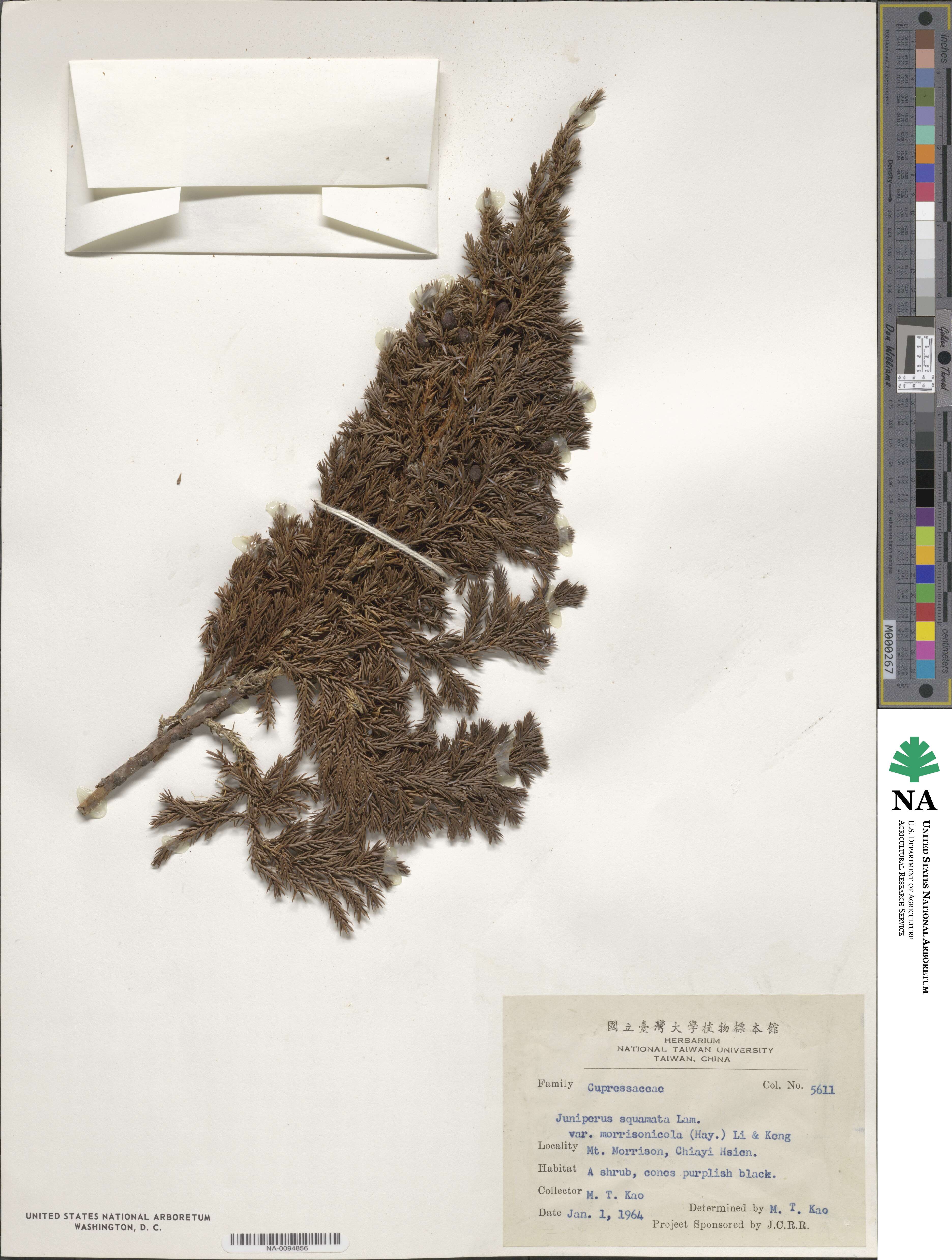 Juniperus squamata image