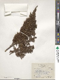 Juniperus squamata image