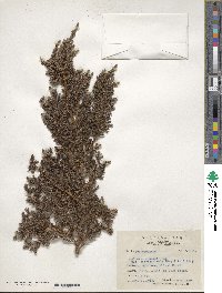 Juniperus squamata image