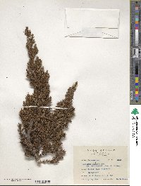 Juniperus squamata image