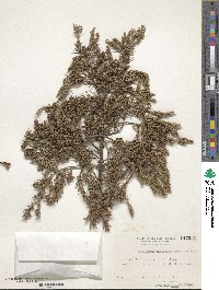 Juniperus taxifolia image